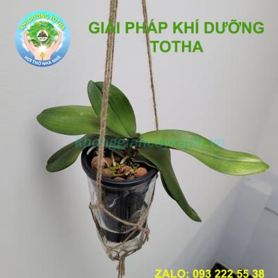 Bình trụ cao trồng cây thủy canh BTC02